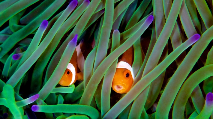 Clownfish