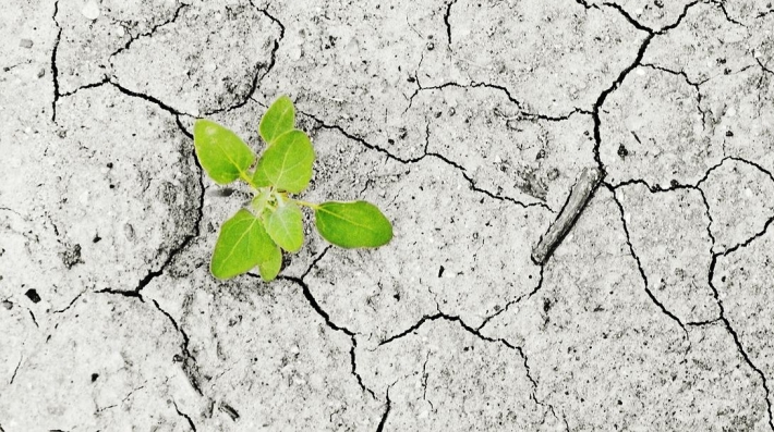 A plant sprouts on dry land.