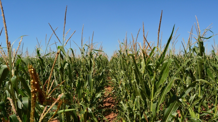 Maize/corn field