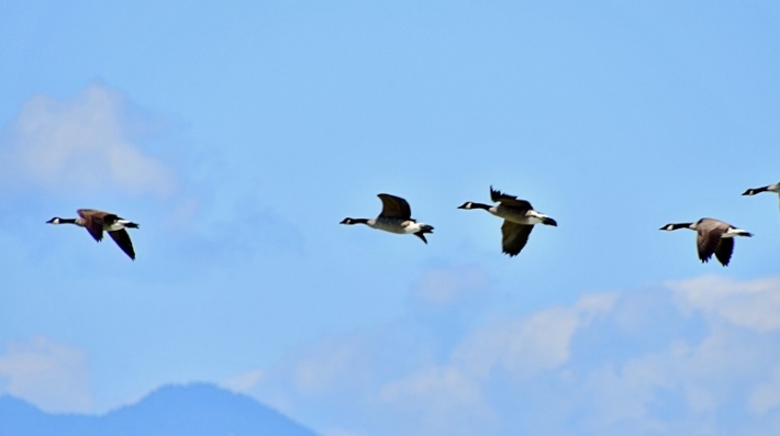 Wild geese