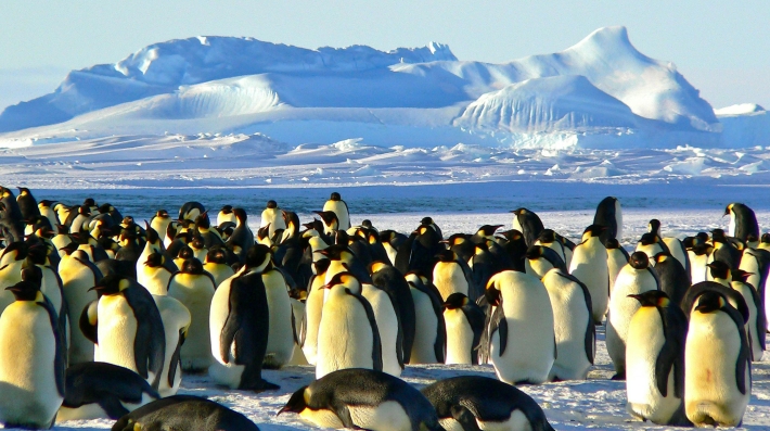 Group of Penguins on Ice