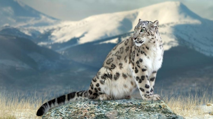 Image of a snow leopard with mountains in the background
