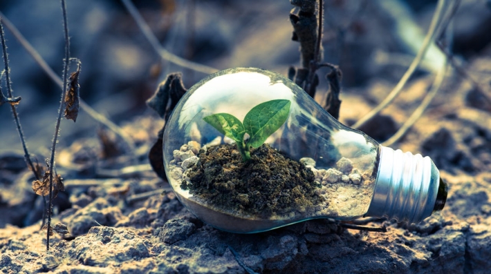 photo-clear-light-bulb-planter-on-gray-rock