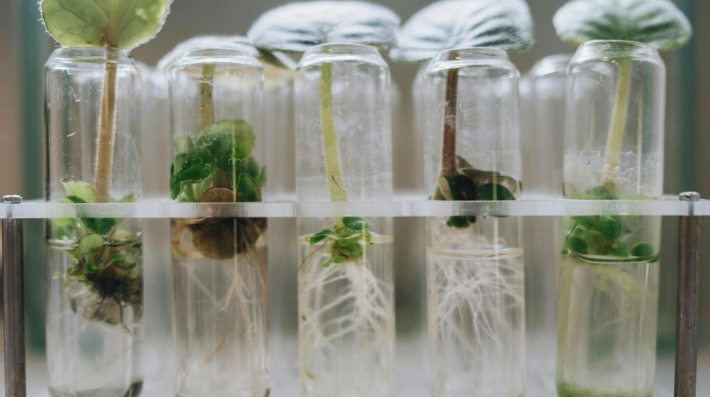 plants growing in smal bags