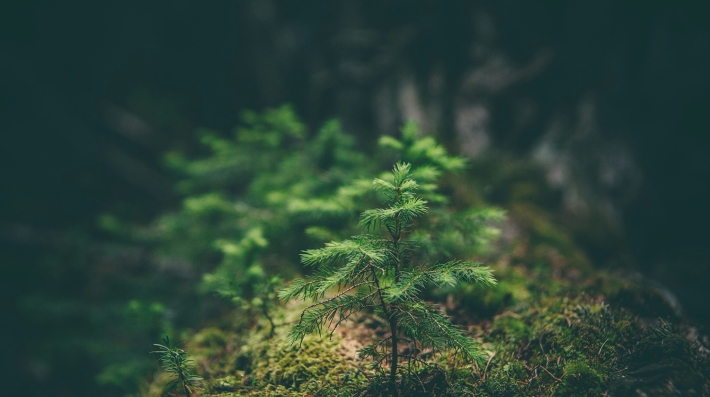 Nature, Rainforest, Biodiversity