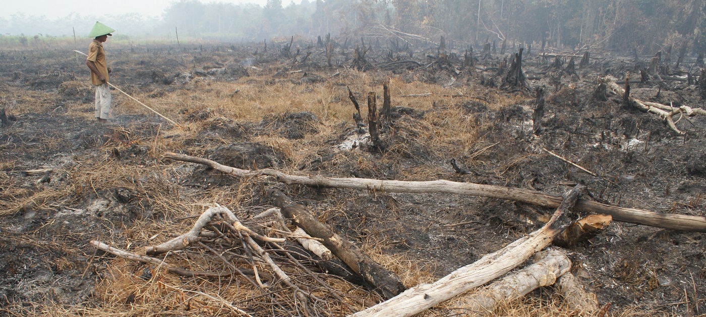 The effect of wildfires on sustainable development Photo by UNREDD