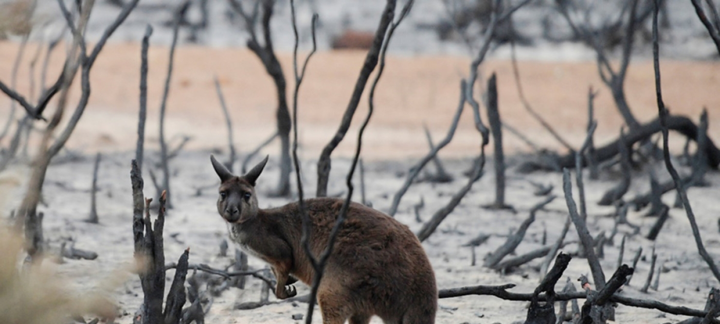 Ten impacts of the Australian bushfires Photo by: REUTERS/Tracey Nearmy