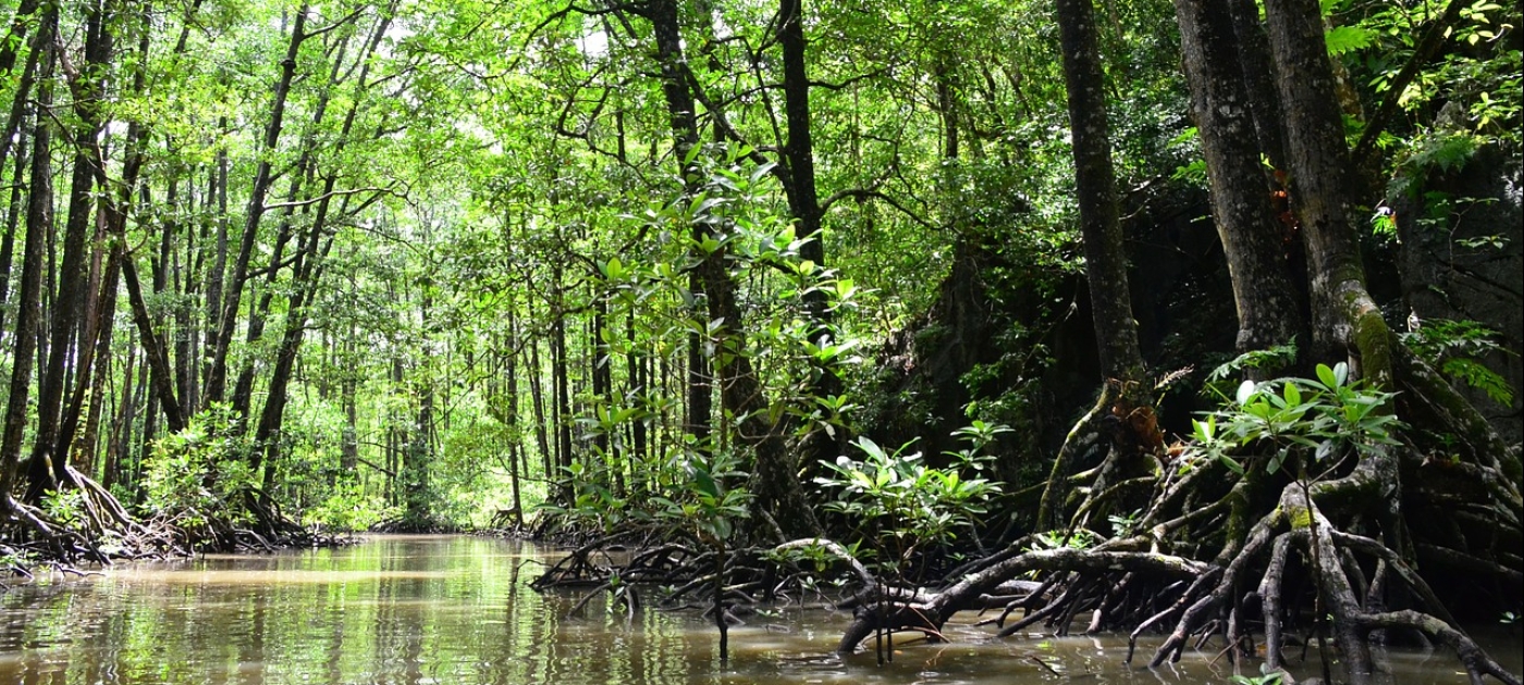 UNEP, IUCN to launch new €20m programme on ecosystem-based adaptation Pixabay