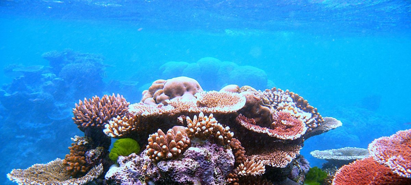 Seven ways you’re connected to coral reefs Wikipedia