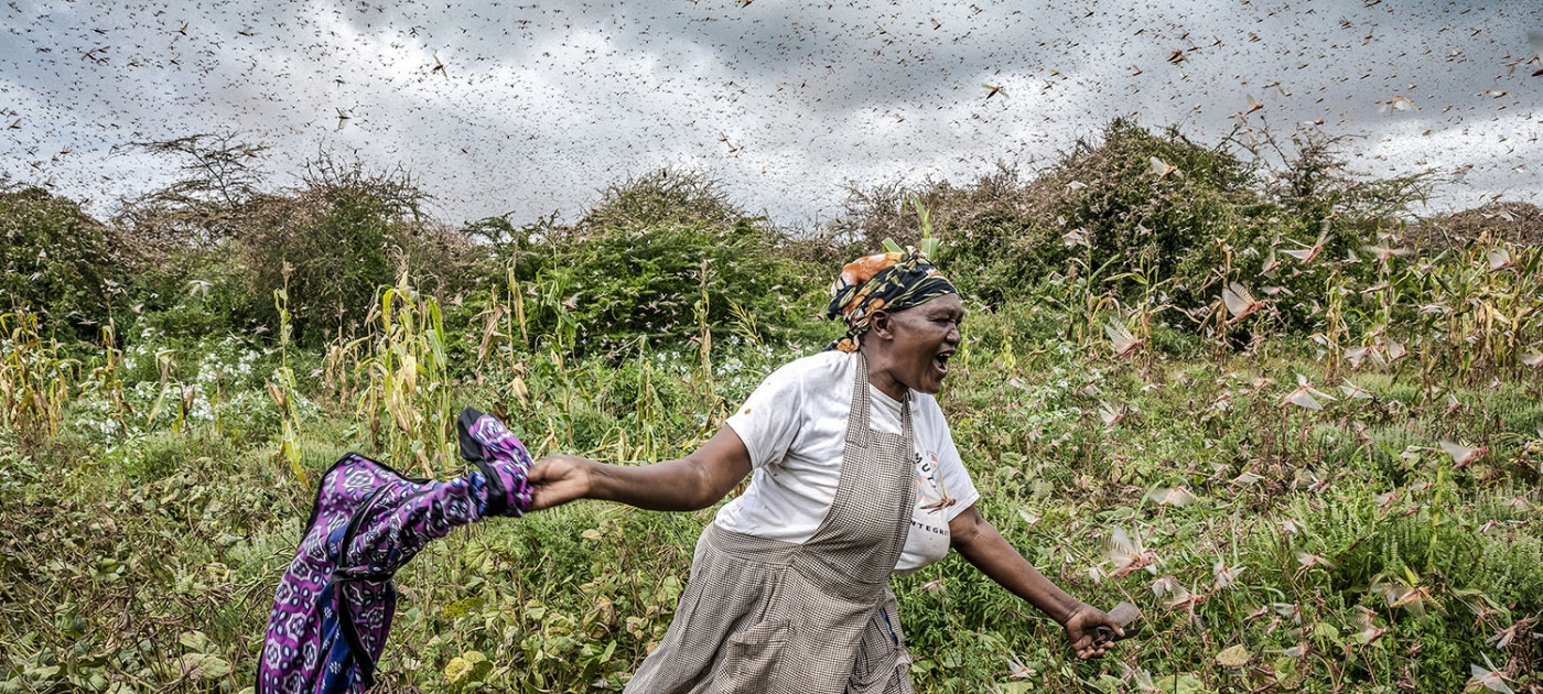 Locust swarms and climate change Photo by FAO/Sven Torfinn