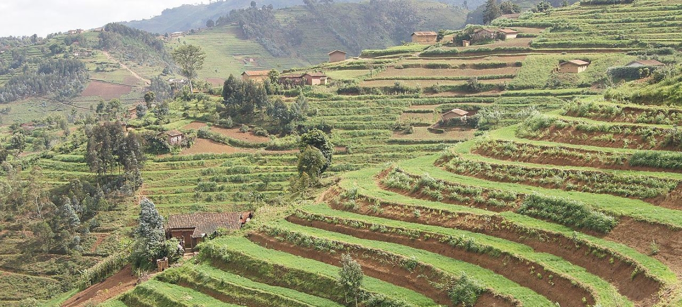 What does the UN Environment Programme bring to the table in the zero-budget natural farming debate? Photo by Abhishek/Wikimedia Commons