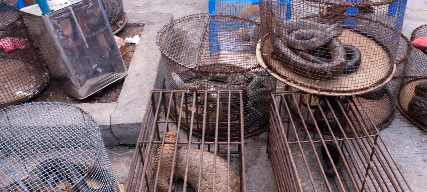 Three ways the United Nations Environment Programme works to address illegal trade in wildlife Photo by Wikicommons