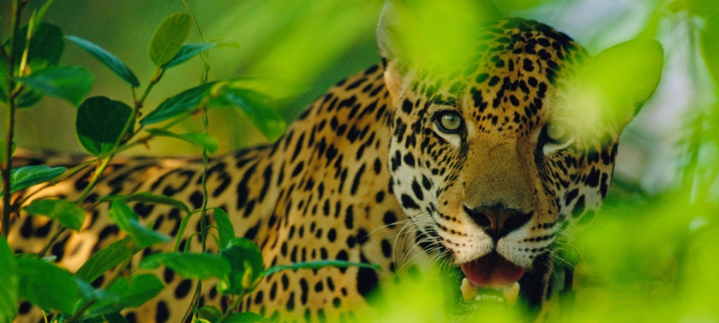 Máxima protección para el emblemático jaguar más allá de las fronteras