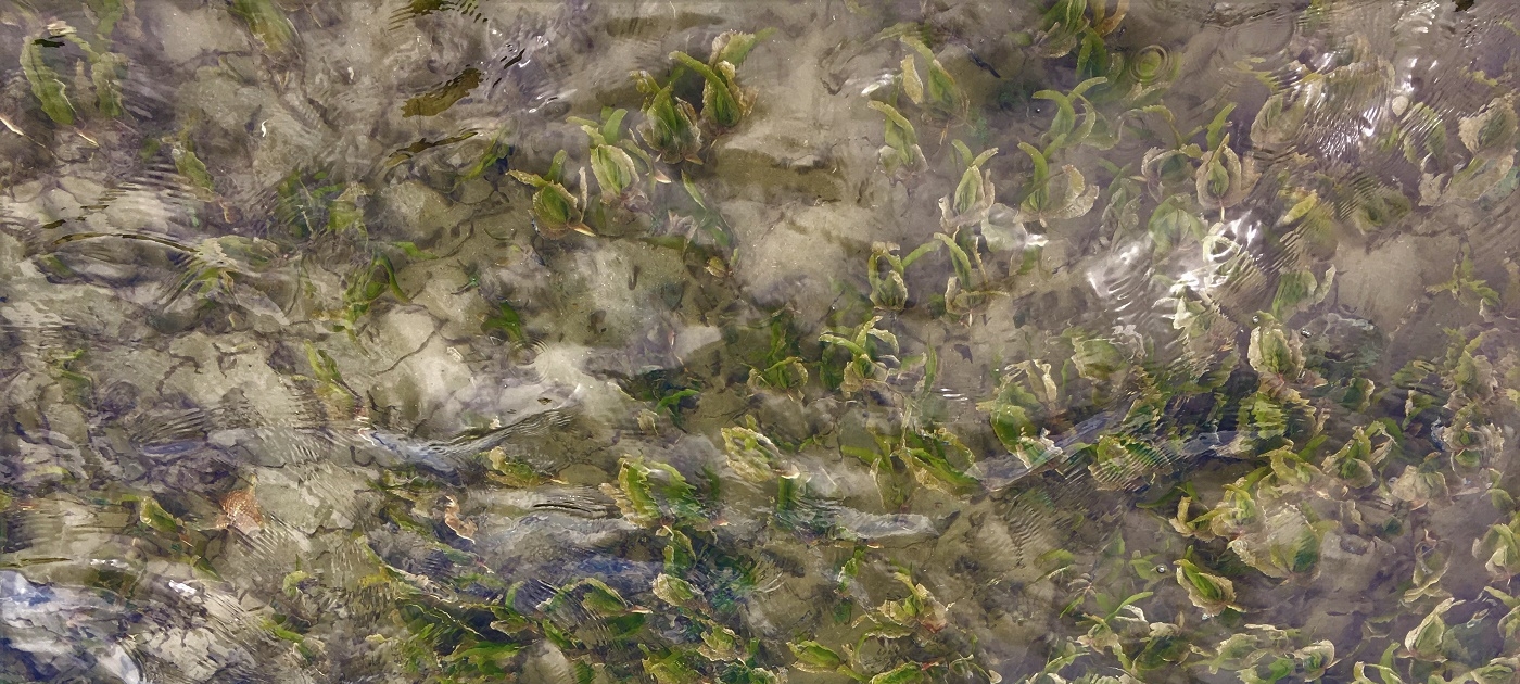 Saving Mozambique’s seagrass Photo by UNEP/Nairobi Convention