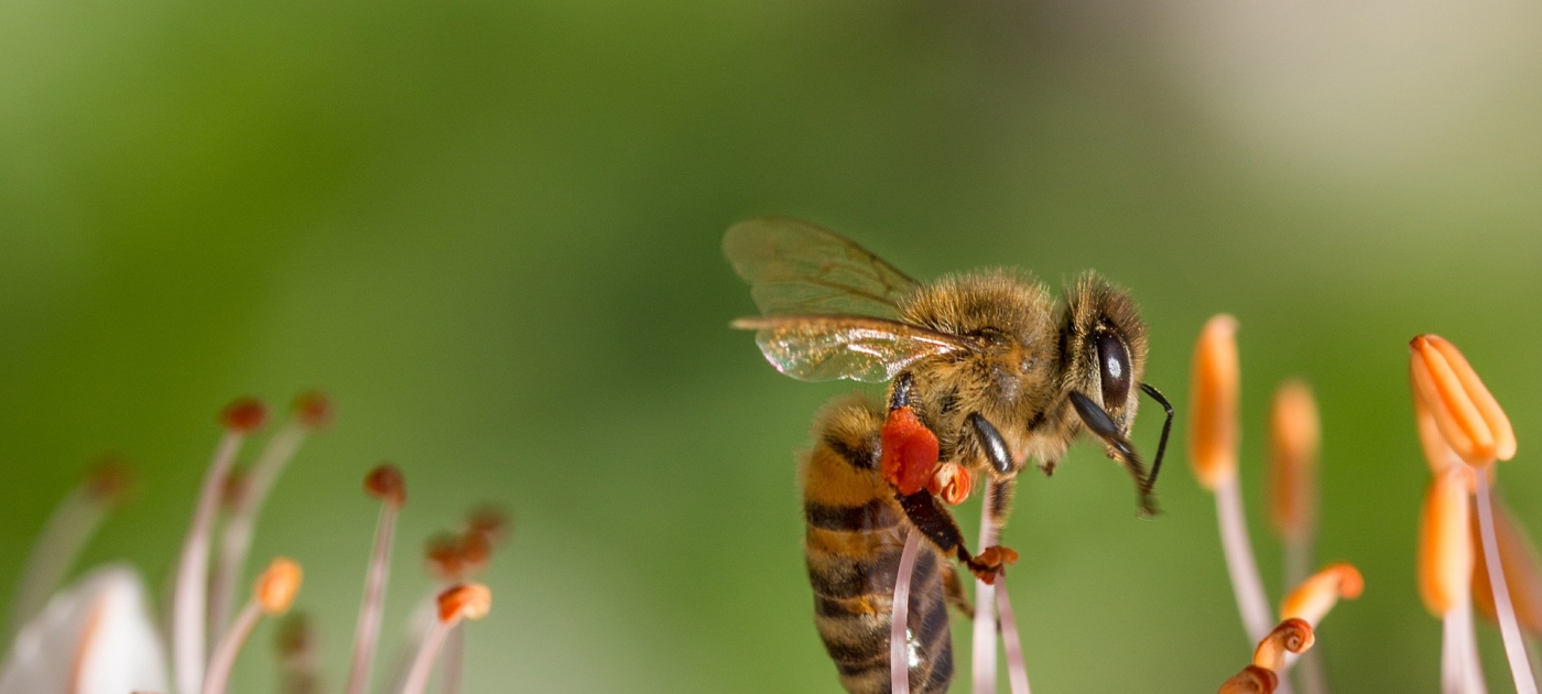 Major UN meeting on wildlife to address critical threats to migratory species Pixabay