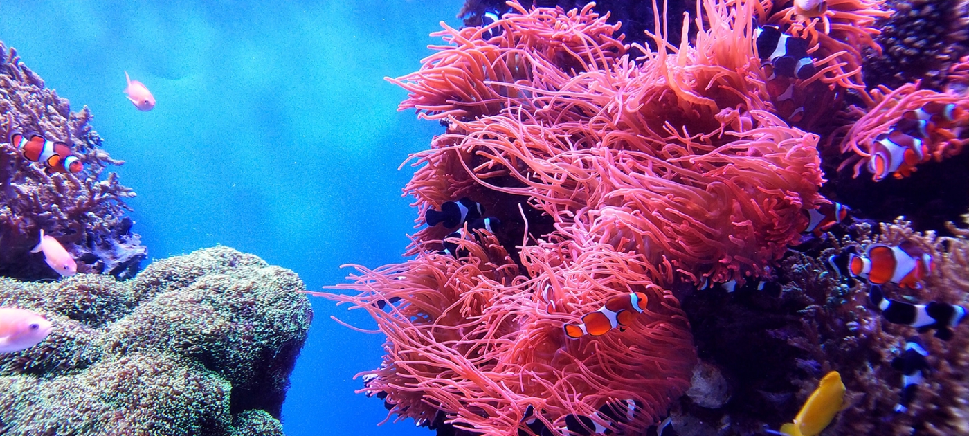 UNEP launches Glowing Glowing Gone campaign on loss of coral due to climate change Photo by Unsplash/ @marc0521