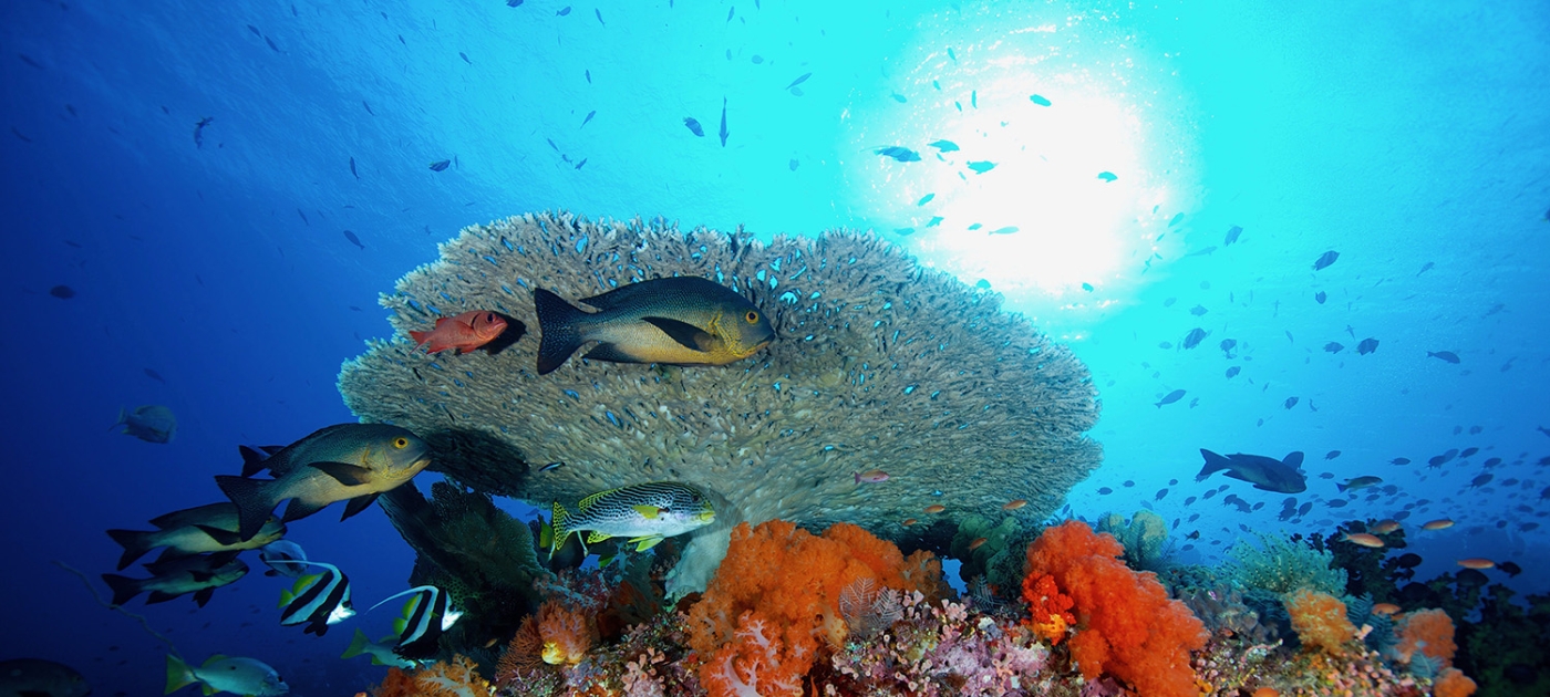 Environmentally friendly diving to conserve marine life for sustainable development Komodo, Indonesia. Photo by Gregory Piper / Coral Reef Image Bank