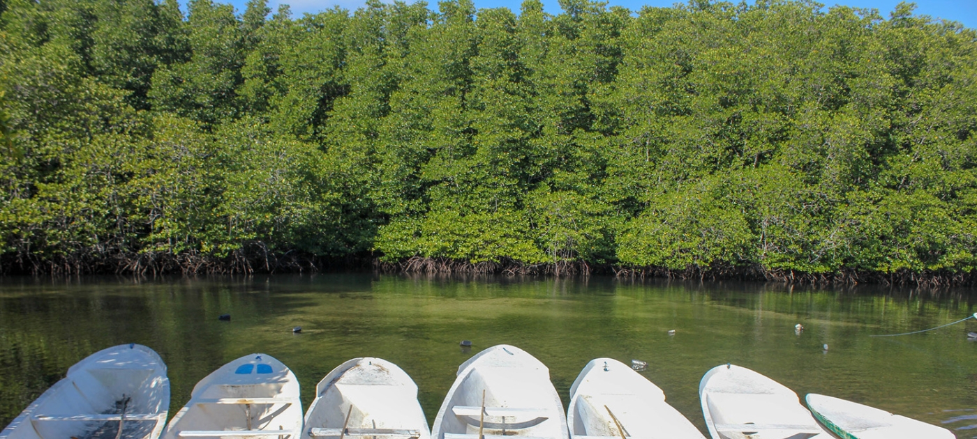 The wonder trees that nurture marine biodiversity Photo by Steven Lutz, GRID-Arendal