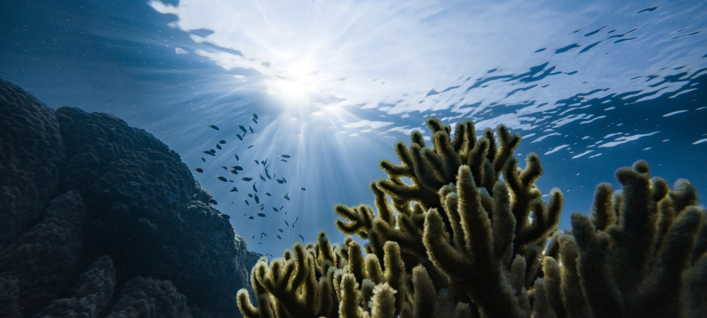 The road to the strategy on the UN Decade on Ecosystem Restoration