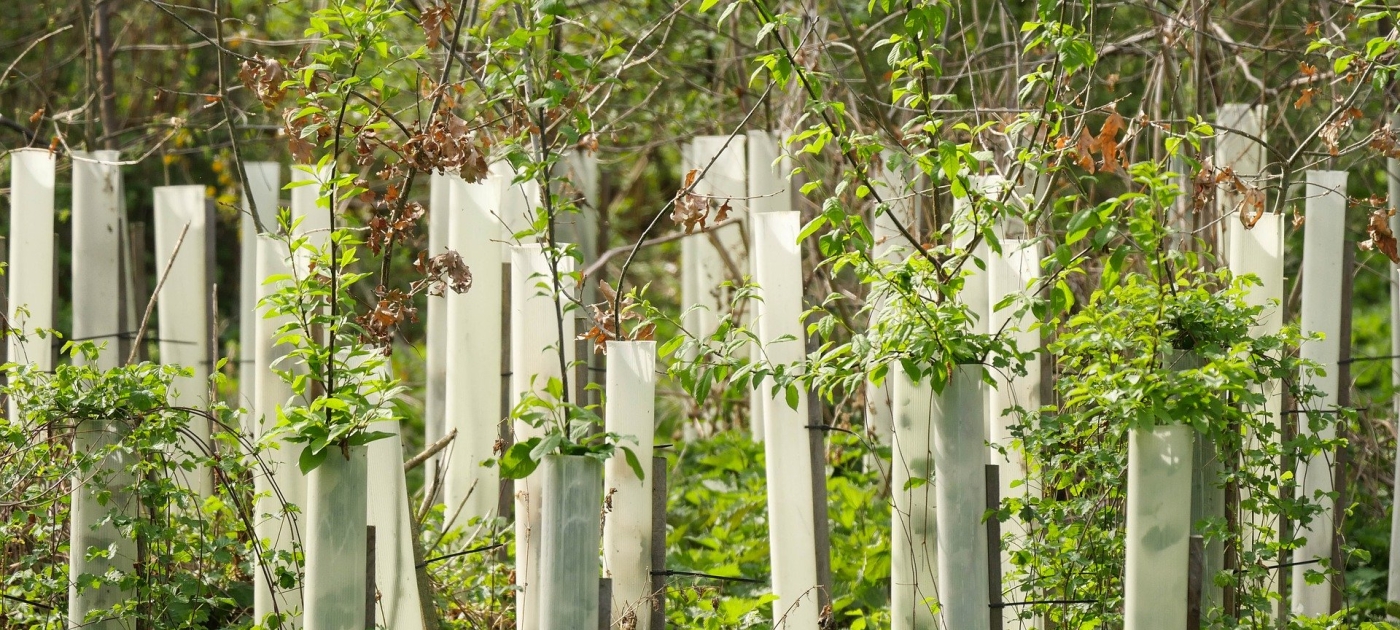 Tree planting to promote environmental conservation and improve livelihoods in Burkina Faso