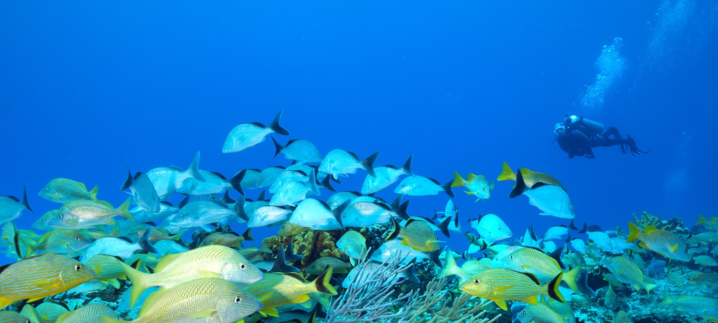Take the oceans video challenge now from home Palancar Reef - Cozumel. Photo by Jett Britnell / Coral Reef Image Bank