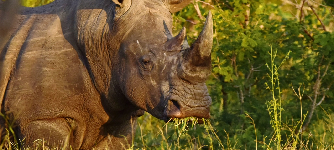 My cattle, your rhinos: South Africa’s poverty-and-wildlife conundrum Photo by Trond Larsen/Conservation International, 2017