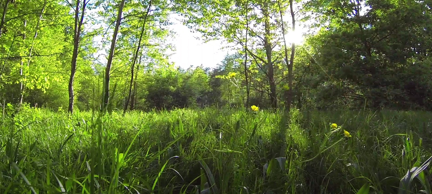 Biodiversidade e saúde: como a natureza nos protege de pandemias