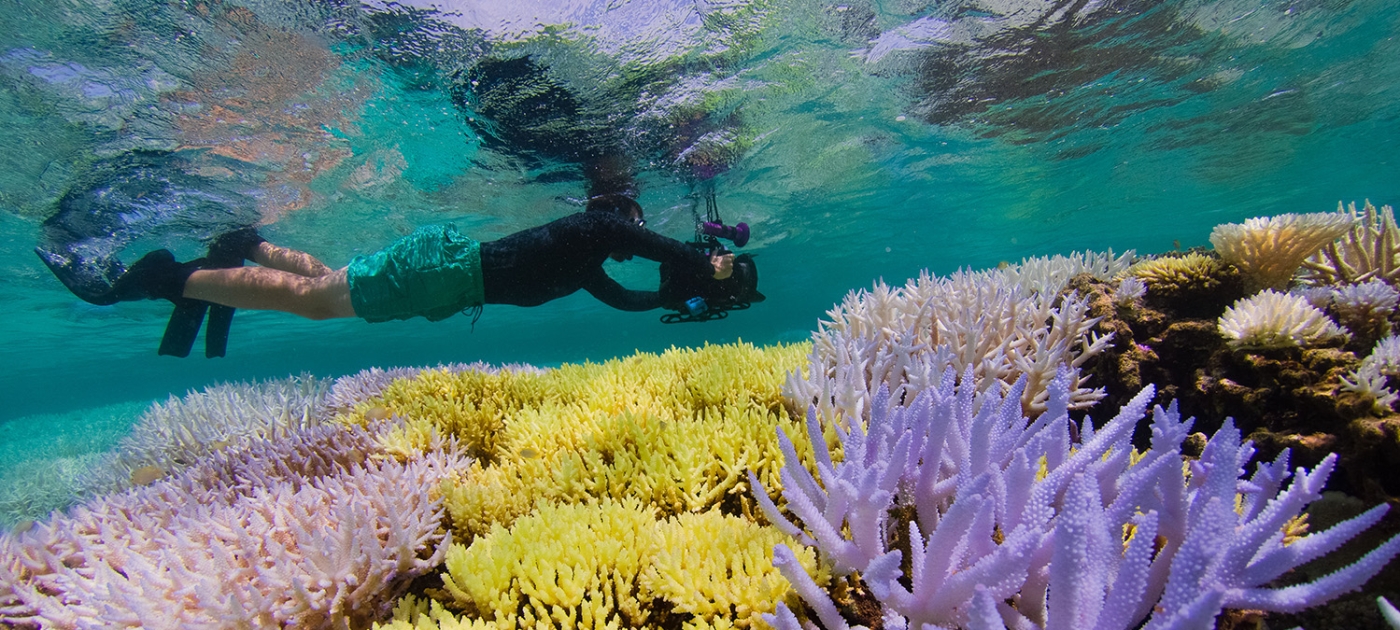 Coral reef resilience key to support the underwater cities threatened by climate change Photo by The Ocean Agency / Xl Catlin Seaview Survey