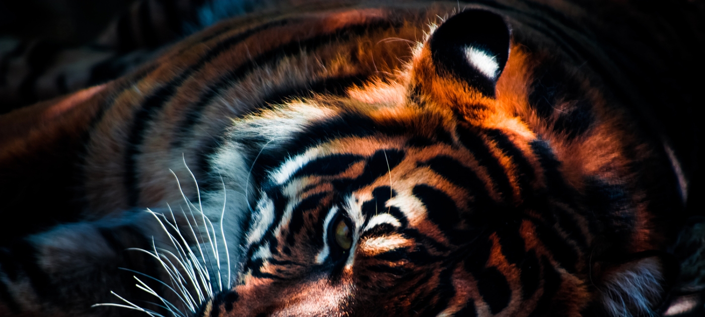 There are no winners in the illegal trade in wildlife Photo by Edewaa Foster/Unsplash