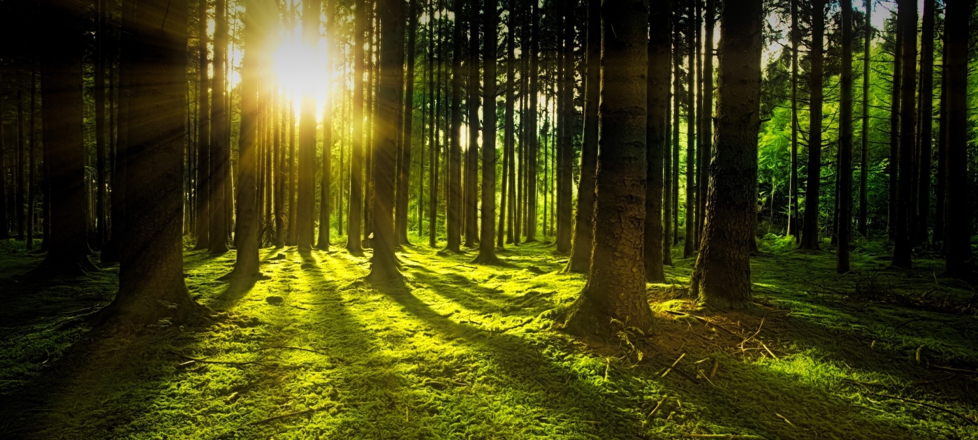UN report: As the world’s forests continue to shrink, urgent action is needed to safeguard their biodiversity Pixabay