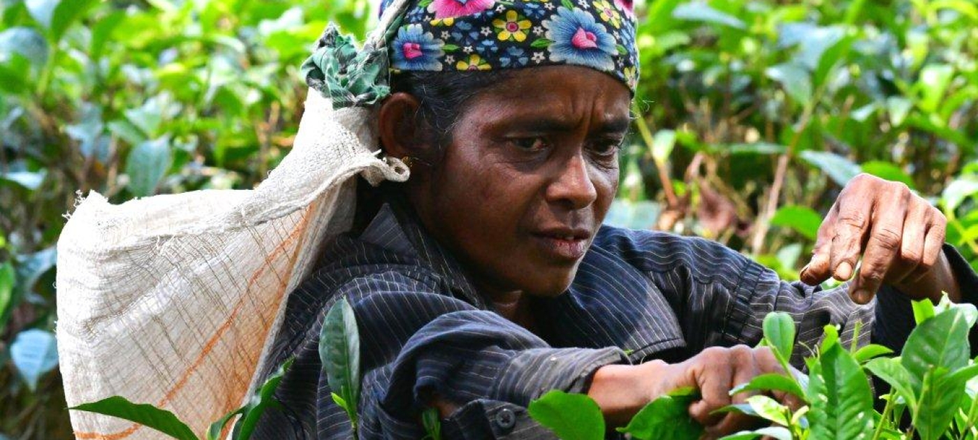 Reading the tea leaves Photo by Max Zieren/UNEP, 2017