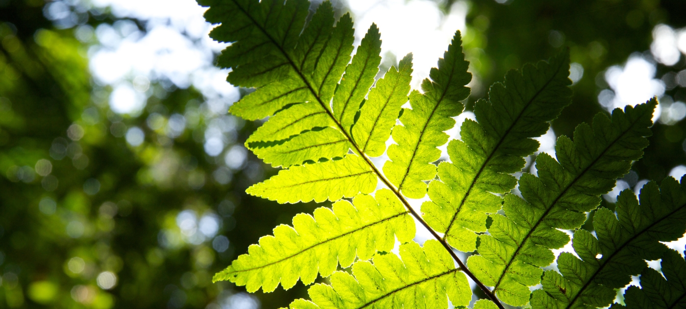 A Kenyan entrepreneur fights deforestation with a new energy solution