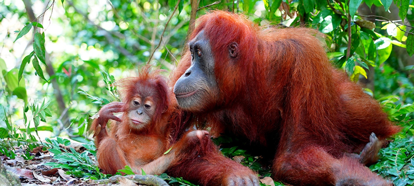 New programme aims to save threatened Indonesian forests Credit: UNEP / Adam Hodge