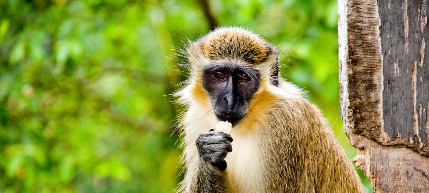 Caribbean wrestles with mischievous invaders: monkeys Photo by Jorge Quinteros