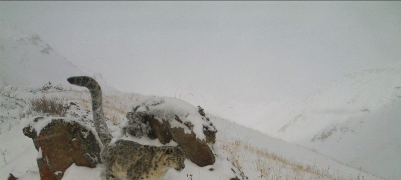First-ever monitoring of snow leopard population close to Kyrgyzstan’s capital SLT/SLFK/SAEPF