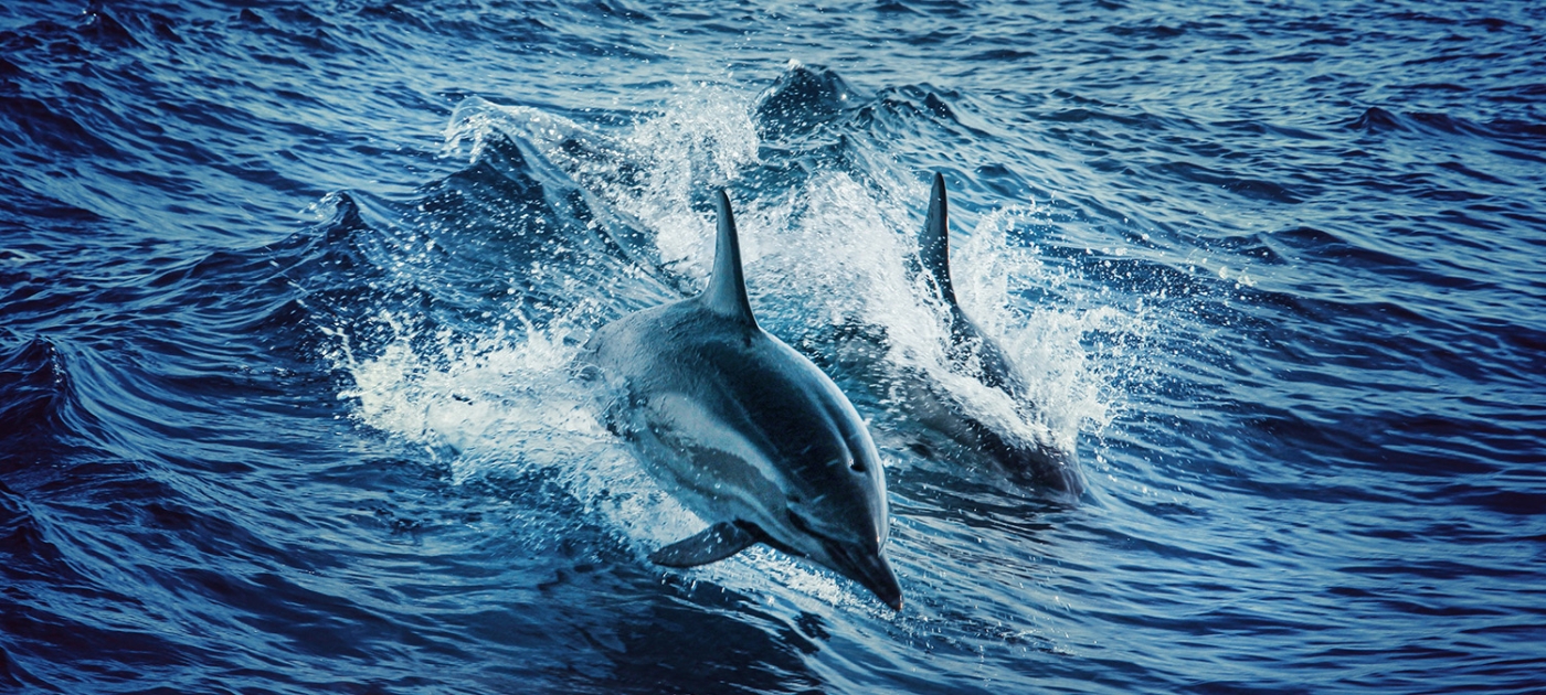 Canada leads push to safeguard world’s oceans