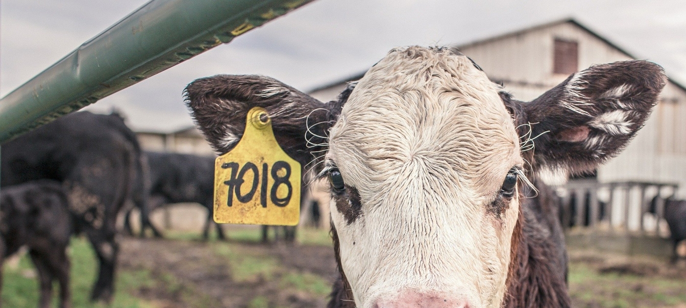 10 cosas que debes saber sobre la agricultura industrial