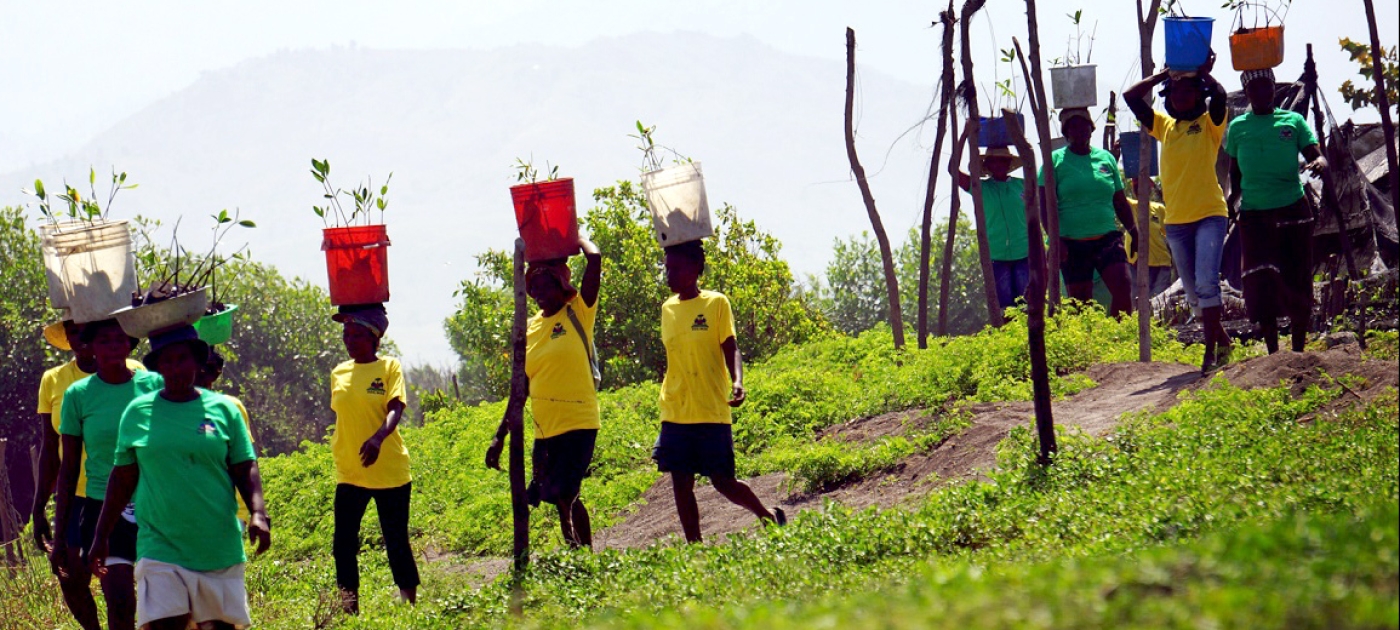 Mangrove restoration in Haiti moves up a gear Foto de PNUMA / Gabriel Gelin