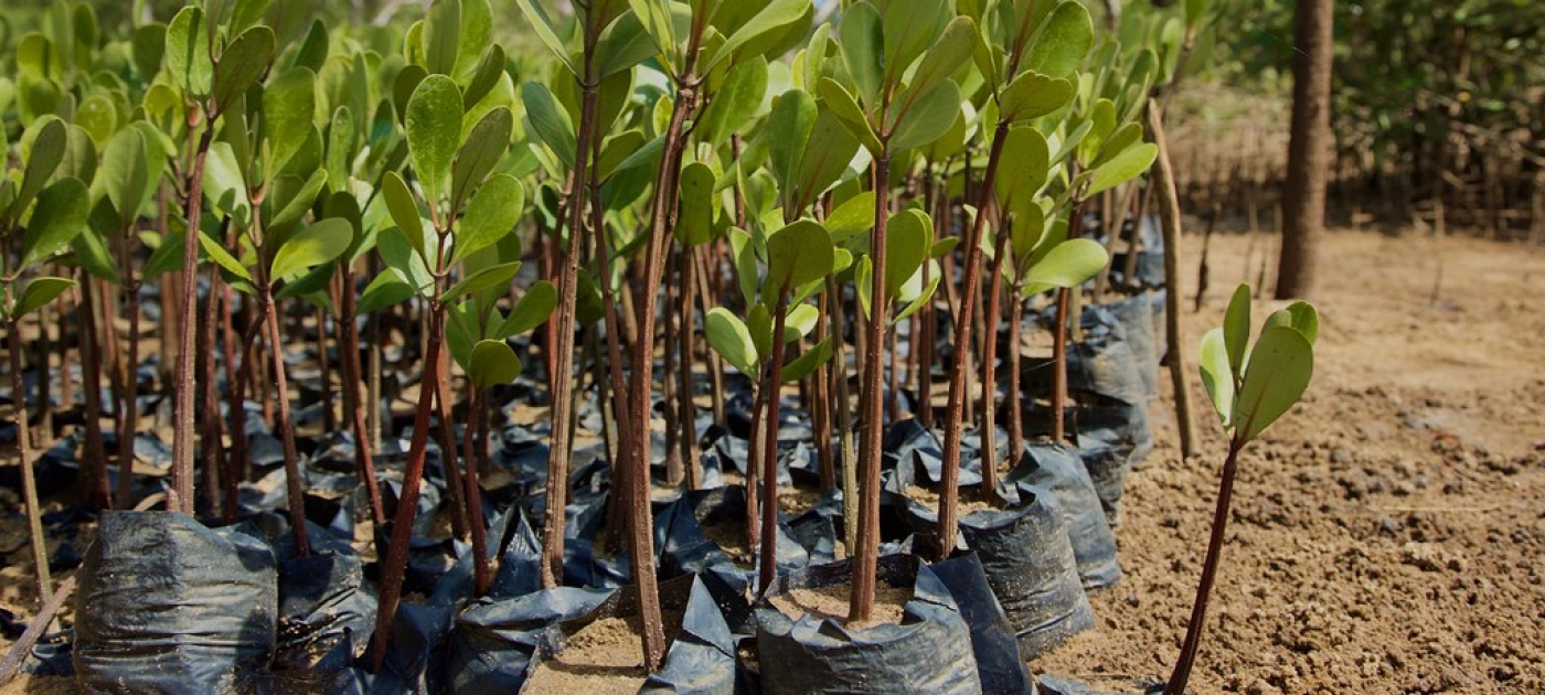 Decades after devastating cyclone, mangroves are on the rebound in Mozambique Photo: GRID-Arendal/Rob Barnes