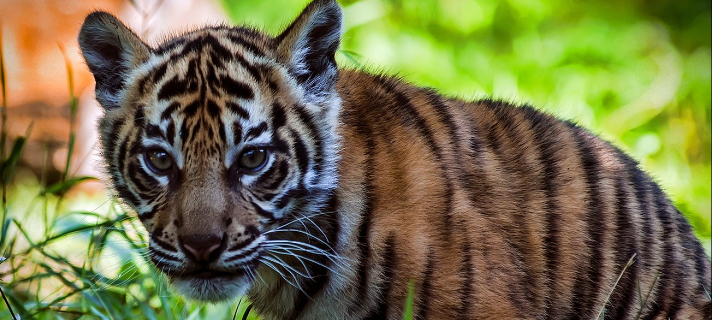 Tigers, farmers learning to co-exist in Bhutan Wikimedia Commons/Steve Wilson