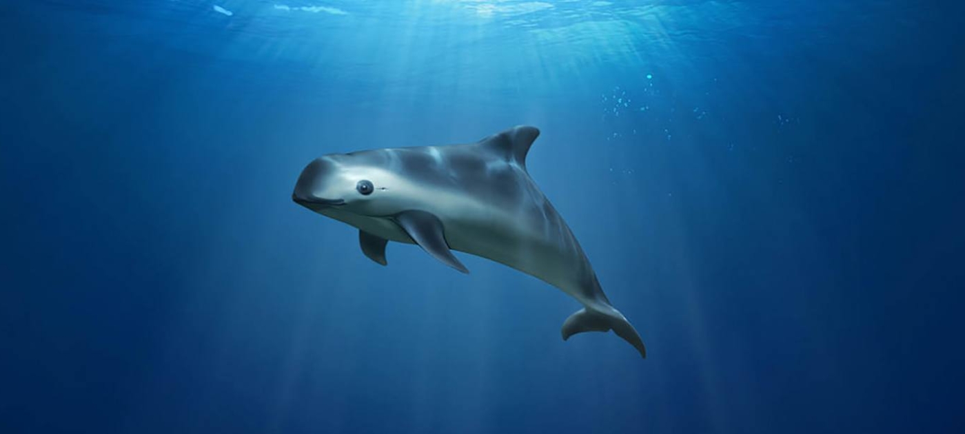 More conservation efforts critical to save the vaquita Photo by UNEP