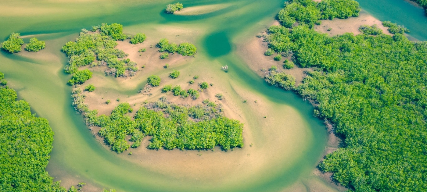 In Tanzania, locals and officials band together to save mangroves Curioso Photography/Unsplash