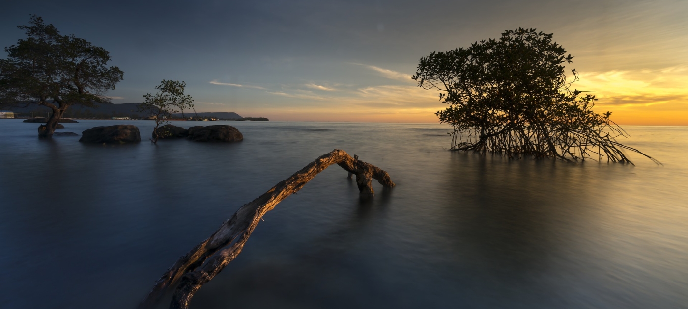 New guidelines aim to support mangrove restoration in the Western Indian Ocean Pixabay