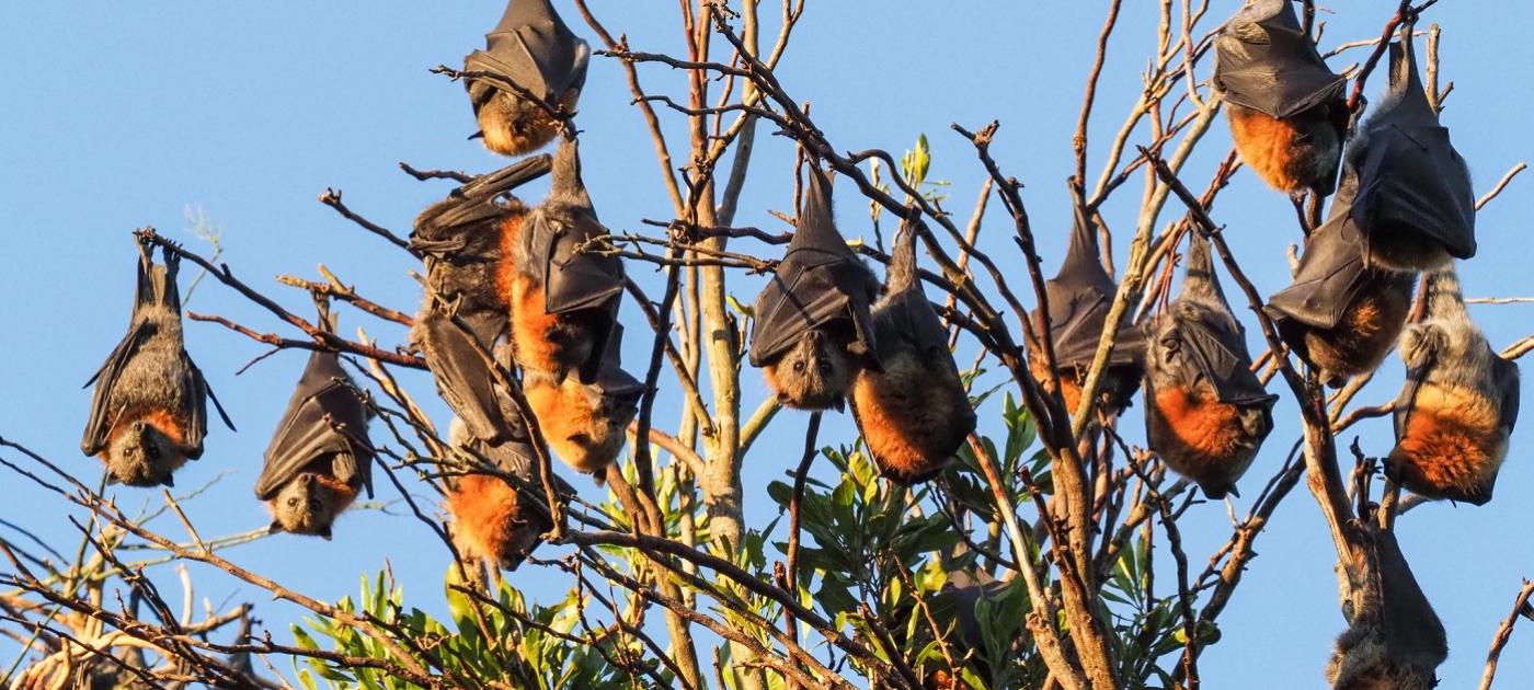 Quiz: How much do you know about bats? Фото Дайан О'Брайен - Flickr