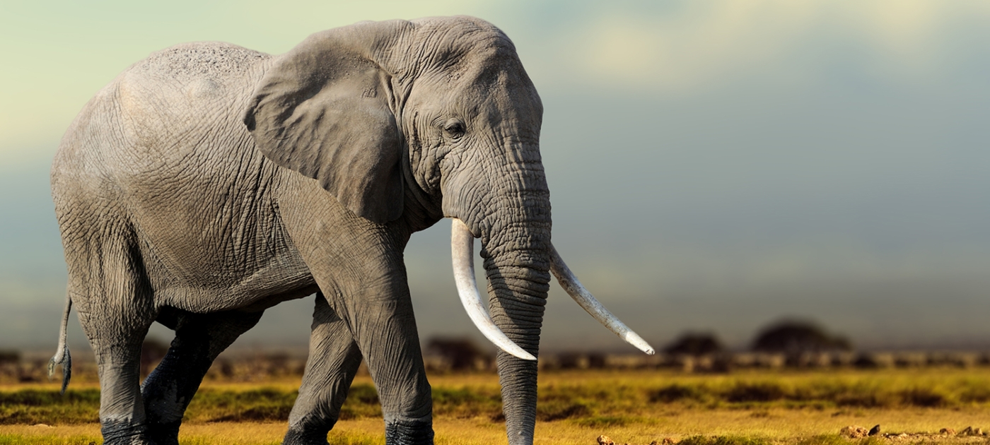 Take a journey through the Savannah Photo by Shutterstock