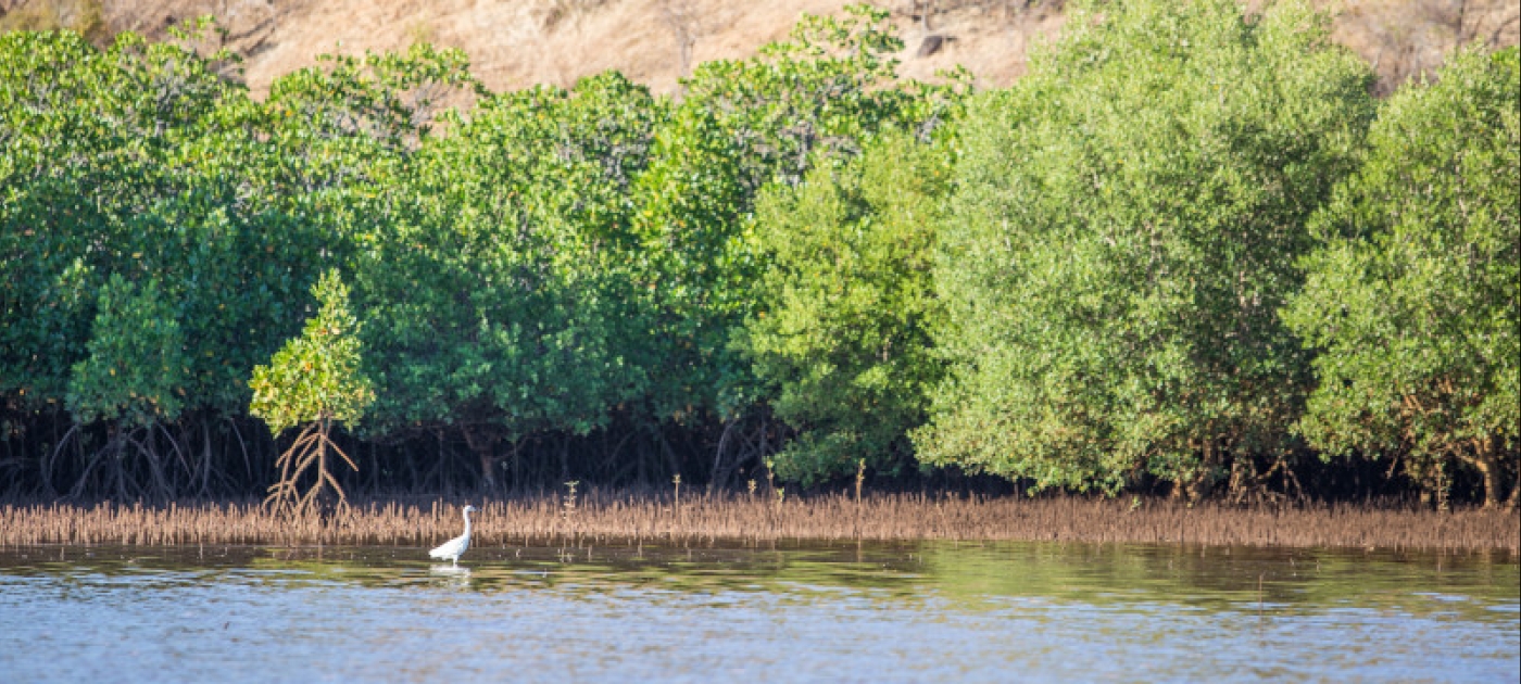 Celebrating International Mangrove Day: spare a thought for our coastal ecosystems UNEP / Lisa Murray