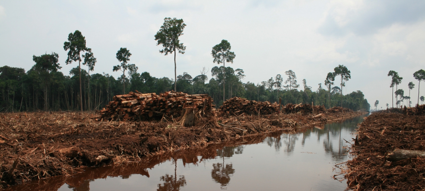 New peatland coalition targets cutting climate change, saving thousands of lives Peatlands