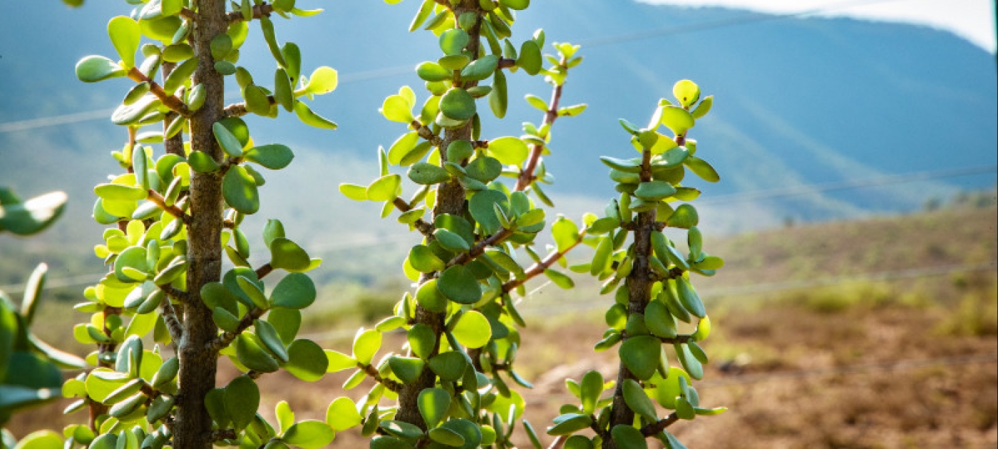 UN Decade on Ecosystem Restoration: 10 years to heal the planet Photo by UNEP/Florian Fussstetter