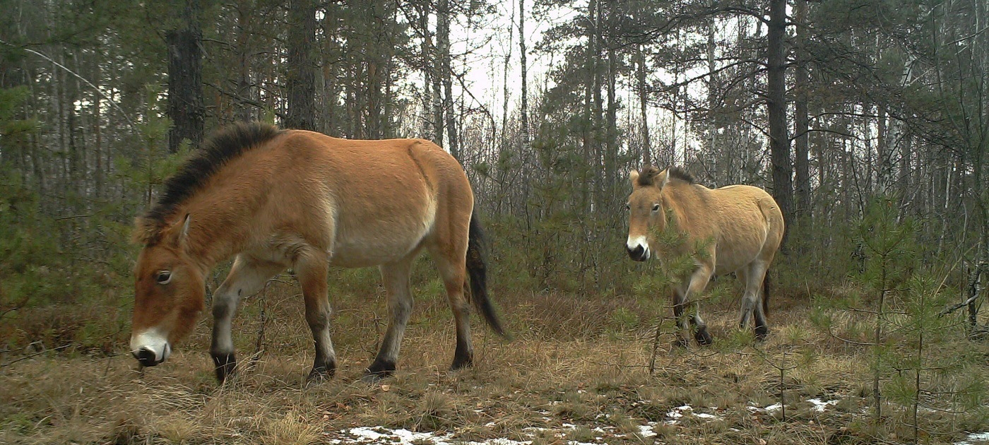 How Chernobyl has become an unexpected haven for wildlife Фото Центра экологии и гидрологии Великобритании