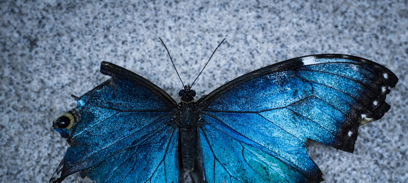 Protecting nature is entirely within humanity’s reach. The work must start now. Photo by Unsplash